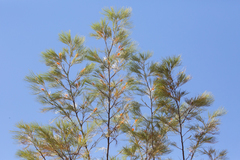 Grevillea pteridifolia