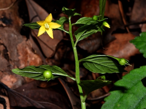 Lysimachia capillipes, photograph 3