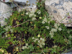 Chaerophyllum humile