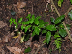 Lysimachia capillipes, photograph Jacy Chen, CC BY, iNaturalist via GBIF