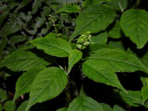 Circaea erubescens iNat (2)