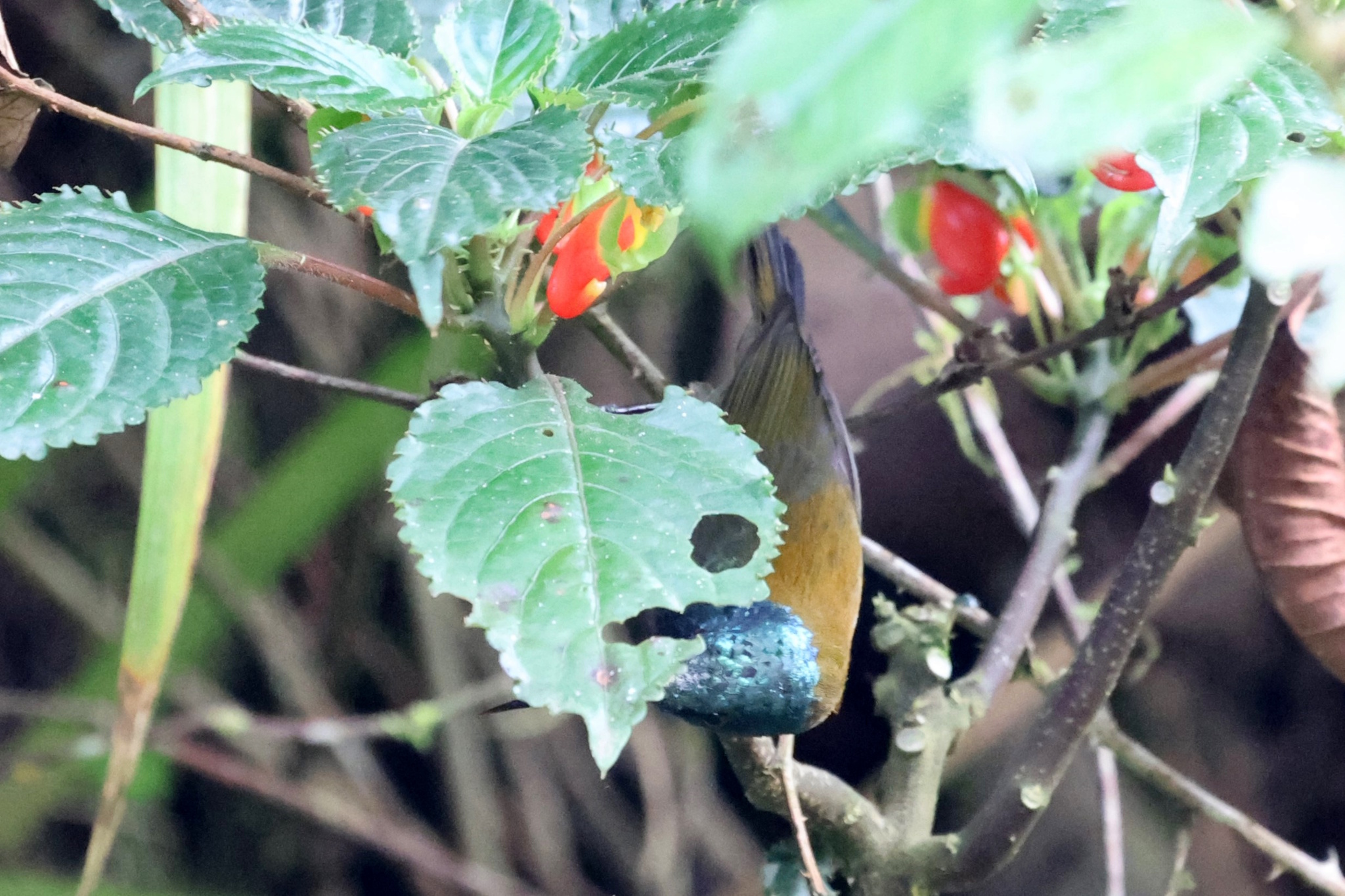 Blue-headed Sunbird (Cyanomitra alinae), photo 2