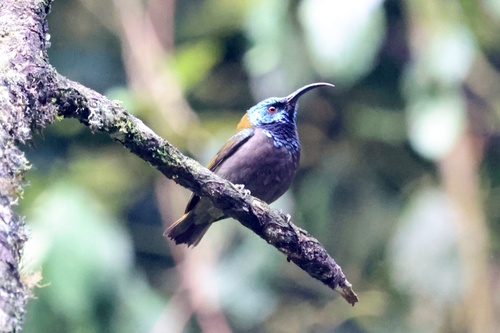 Blue-headed Sunbird (Cyanomitra alinae)