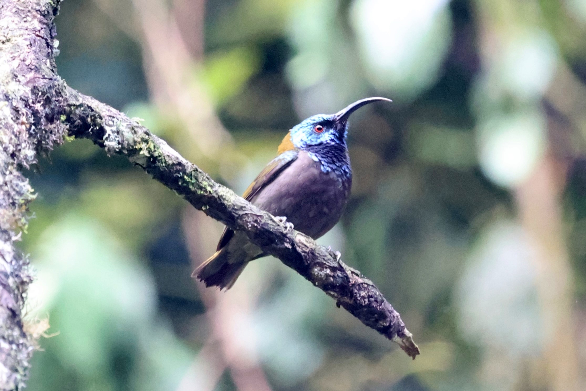 Blue-headed Sunbird (Cyanomitra alinae), photo 1