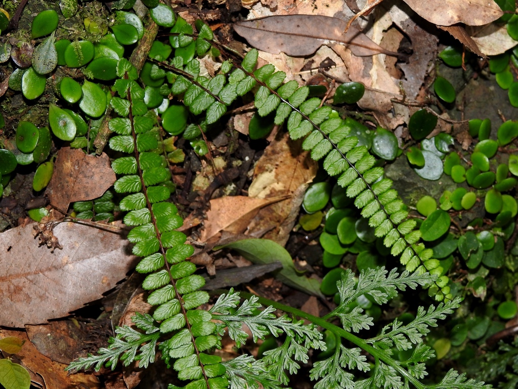 Asplenium tripteropus
