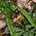 Asplenium tripteropus - Photo (c) Jacy Chen, some rights reserved (CC BY), uploaded by Jacy Chen