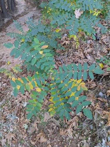 Image of Rhus coriaria by (c) portioid, some rights reserved (CC BY)