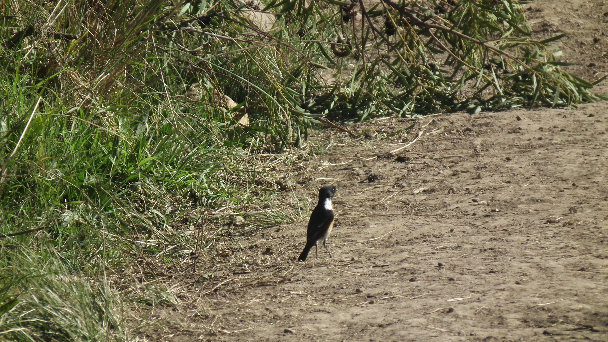 African Stonechat