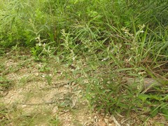 Helicteres angustifolia