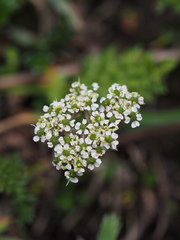Chaerophyllum humile