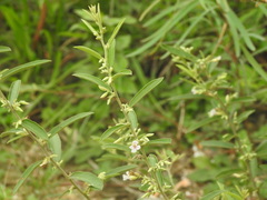Helicteres angustifolia