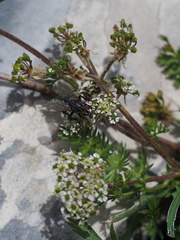 Chaerophyllum humile