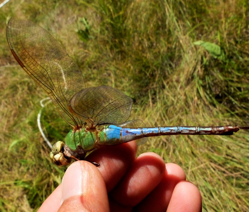 iNaturalist observation photo of Common Green Darner