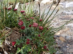 Rhodiola