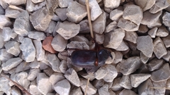 Oryctes nasicornis grypus