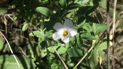 Oxalis ciliaris