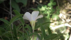 Oxalis ciliaris