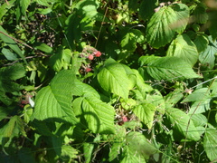 Rubus idaeus strigosus