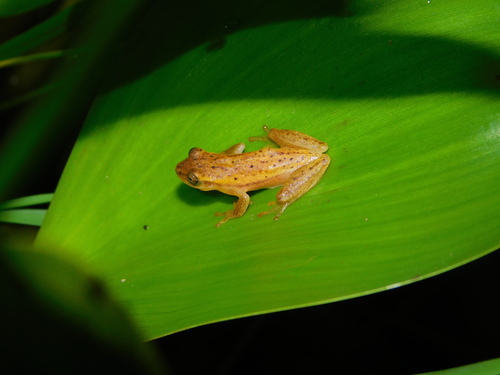 Sanborn's Treefrog, Dendropsophus sanborni
