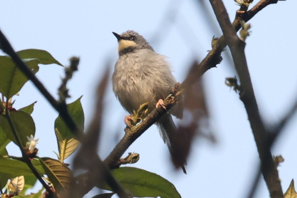 White-chinned Prinia (Schistolais leucopogon), photo 4