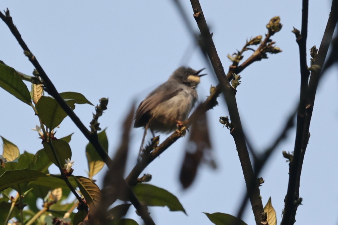 White-chinned Prinia (Schistolais leucopogon), photo 5