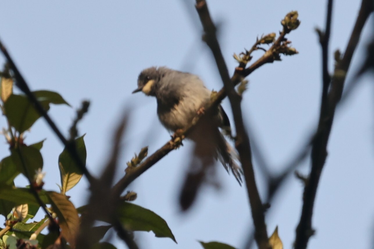 White-chinned Prinia (Schistolais leucopogon), photo 6