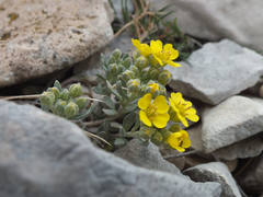 Alyssum flexicaule