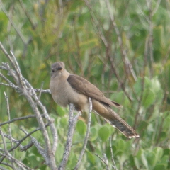 Cacomantis variolosus