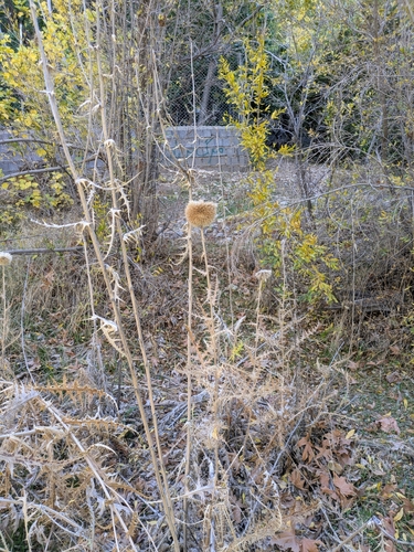 Large Leaved Globe Thistle (Echinops macrophyllus)