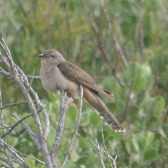 Cacomantis variolosus