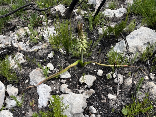 Image of Lachenalia lutzeyeri by (c) Charleen Brunke, some rights reserved (CC BY)