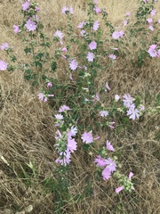 Malva alcea