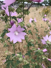 Malva alcea