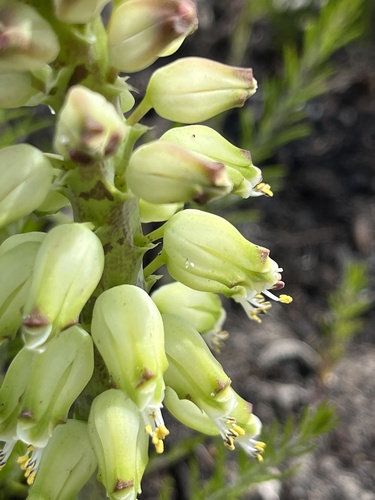 Image of Lachenalia lutzeyeri by (c) Charleen Brunke, some rights reserved (CC BY)