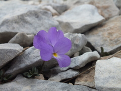 Viola cenisia