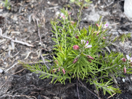 Limecrack Falsepea (Polygala dasyphylla)