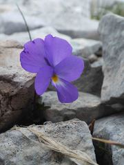 Viola cenisia