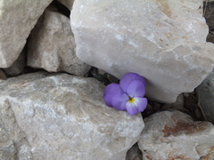 Viola cenisia