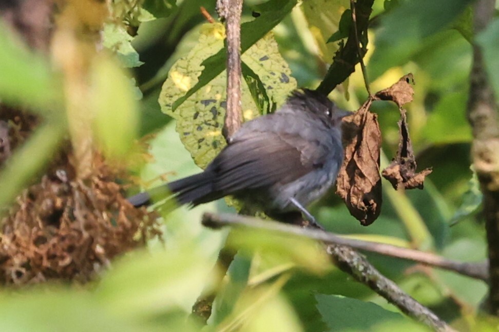 Dusky Crested Flycatcher (Elminia nigromitrata), photo 1