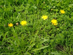 Scorzoneroides autumnalis