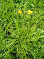 Scorzoneroides autumnalis