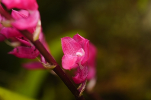 Image of Rodriguezia lanceolata by (c) Daniel Mesa, some rights reserved (CC BY)