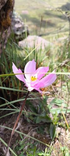 Cosmos peucedanifolius (Cosmos peucedanifolius)