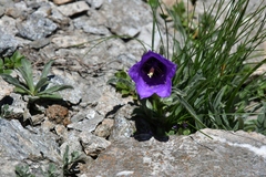 Campanula alpestris