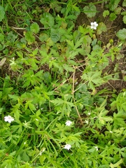 Geranium sibiricum