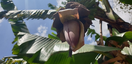 Cavendish banana
