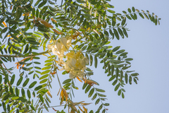 Sesbania grandiflora