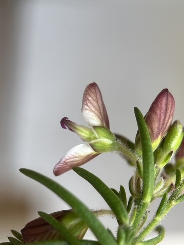 Image of Polygala dasyphylla by (c) Charleen Brunke, some rights reserved (CC BY)