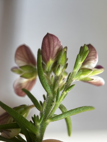 Image of Polygala dasyphylla by (c) Charleen Brunke, some rights reserved (CC BY)