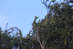 Psittacara finschi